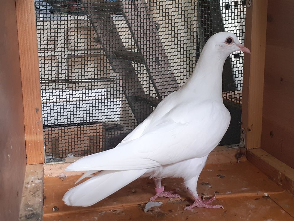   JEUNES PIGEONS TYPE VOYAGEUR BLANCS PUR 