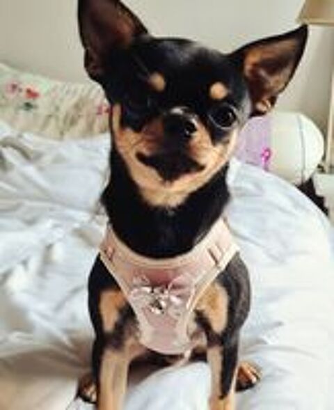   Ulysse, magnifique Chihuahua LOF noir et feu à poil court 