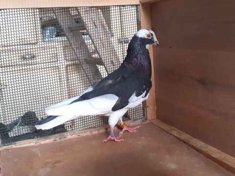 PIGEONS D'ORNEMENT 20 33130 B�gles