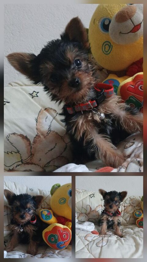 Yorkshire 990 24410 Festalemps