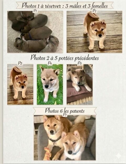 chiots shiba inu 800 26300 Bourg-de-p�age