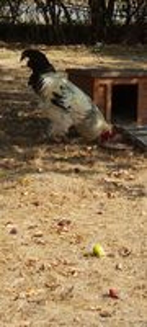   Coq 