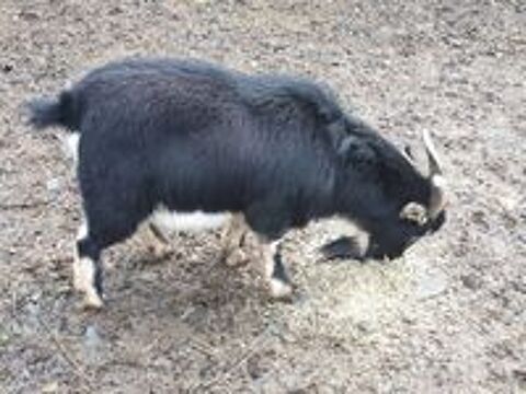   Bousk, bouc nain à adopter 