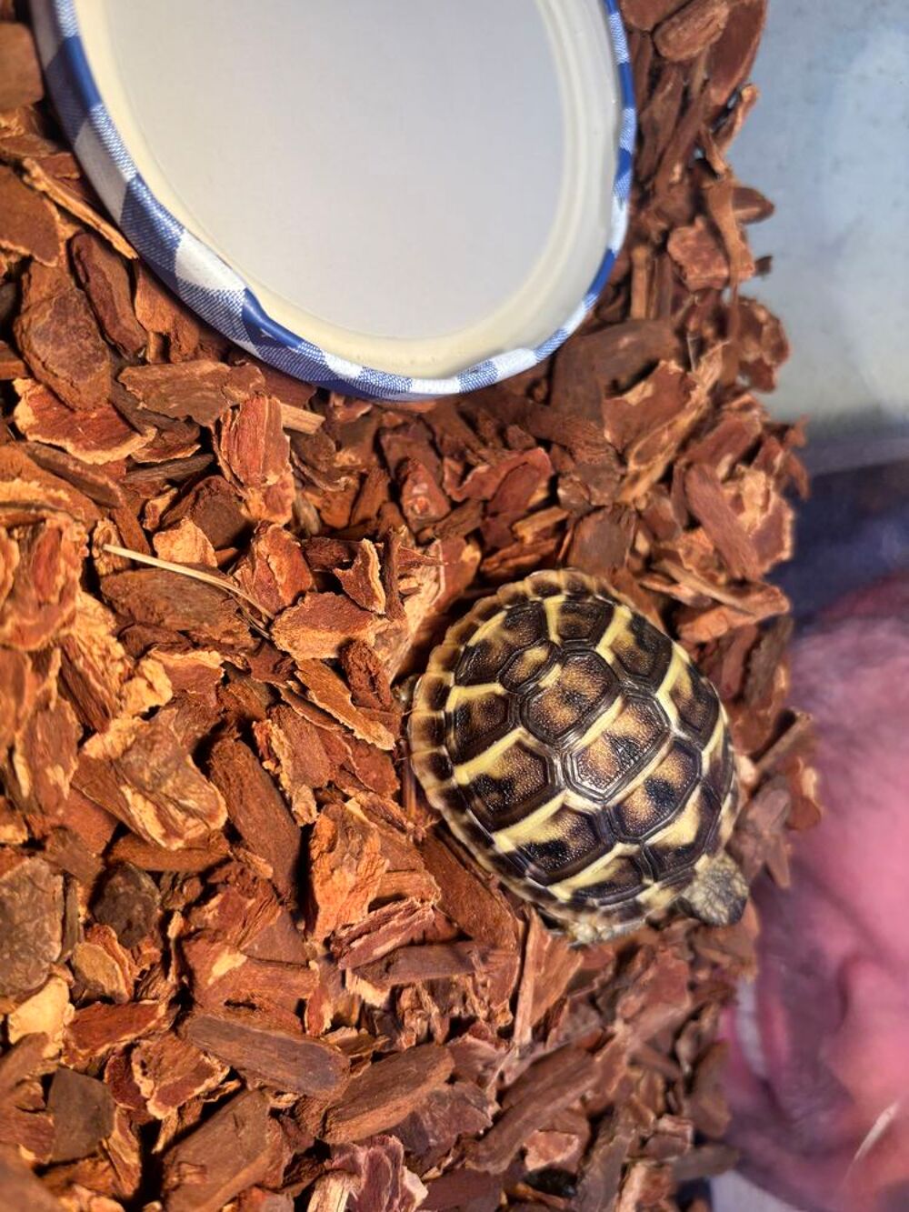   Tortue juvénile née  dans mon jardin  en août 2026
