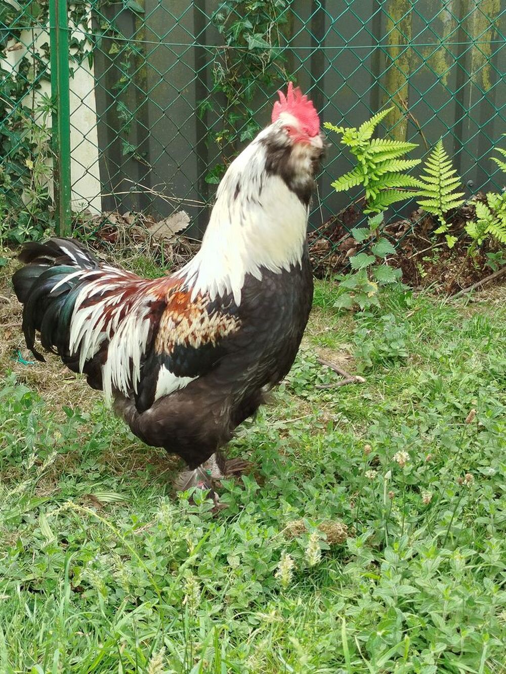   Très beau COQ REPRODUCTEUR 