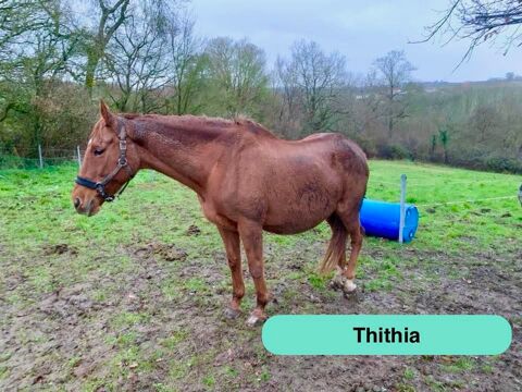 Thithia, jument pur sang &agrave; adopter 600 44430 Le loroux-bottereau