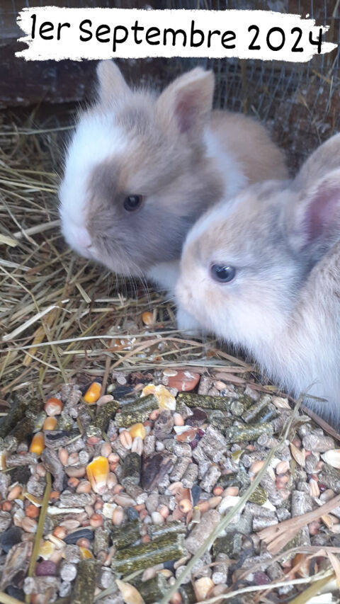 Lapins nains 20 65100 Lourdes