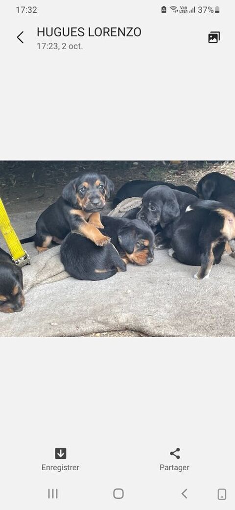 B&eacute;b&eacute;s chiots crois&eacute;s 0 37190 Vallères