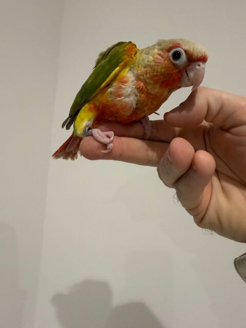 Pyrrhura molinae eam 2026 230 Caulnes (22)