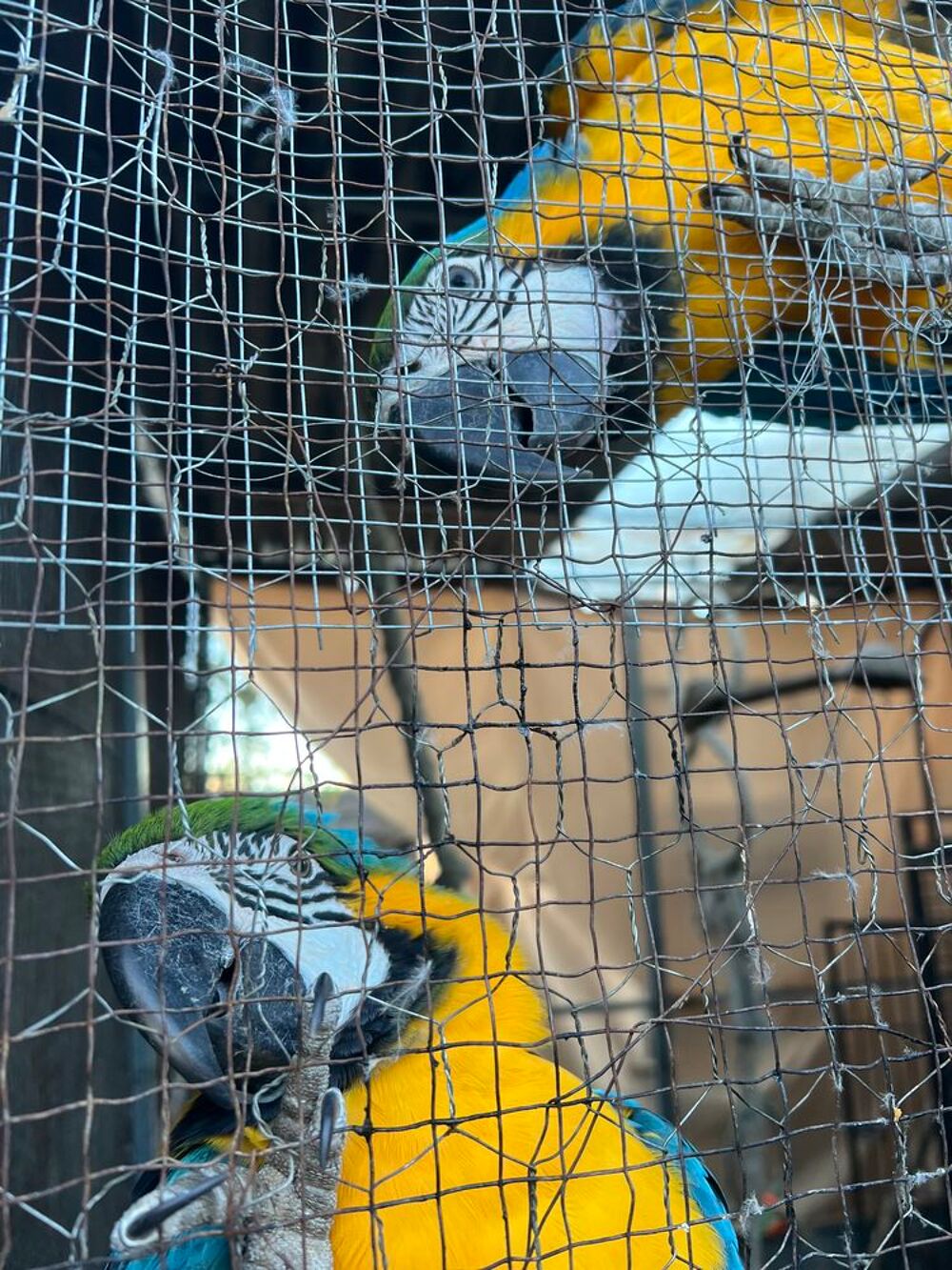   
Ara ararauna eam 2 ans femelle et mâle 1 an 