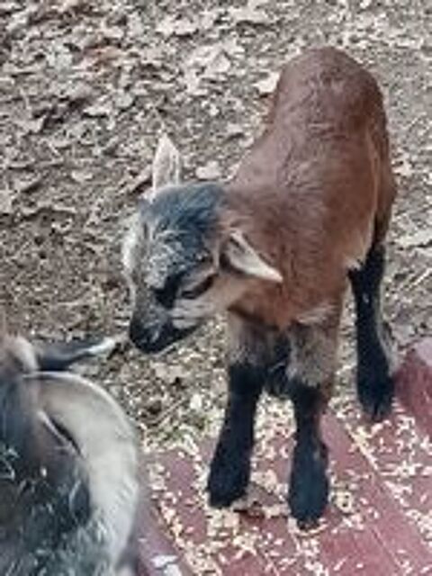   Mouton du Cameroun  