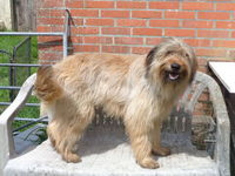   chiot berger catalan 