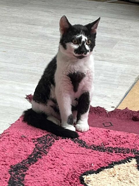 Henri un chaton au beau pelage bouclé 180 94200 Ivry-sur-seine