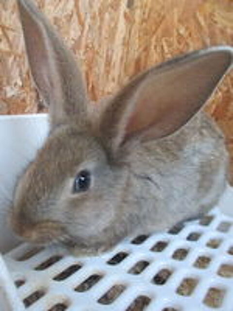  bébé lapin Géant des Flandres 