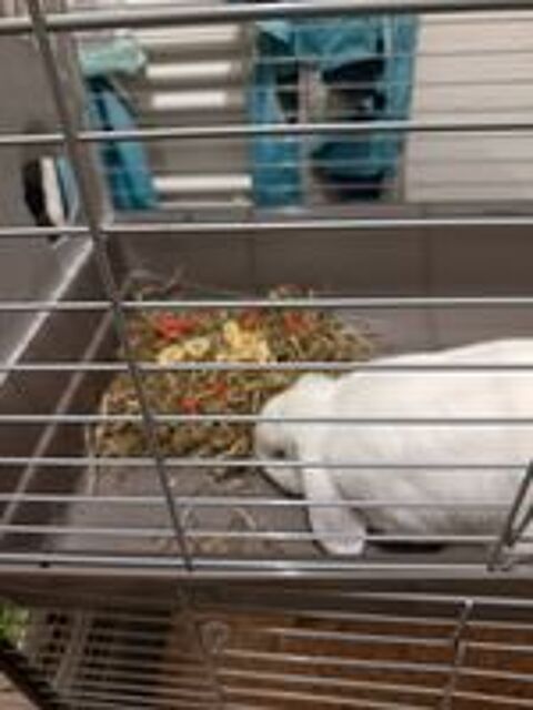   Lapin blier nain   