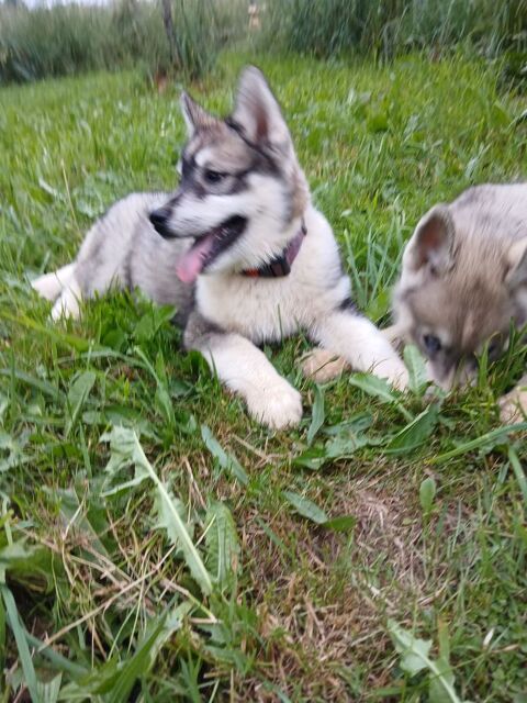Adorables Chiots Husky de Sibérie 600 19140 Eyburie