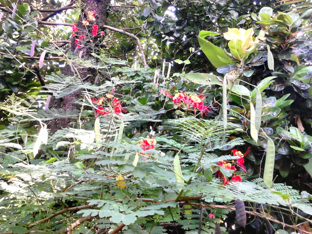 Plantes pour jardin familial Jardin