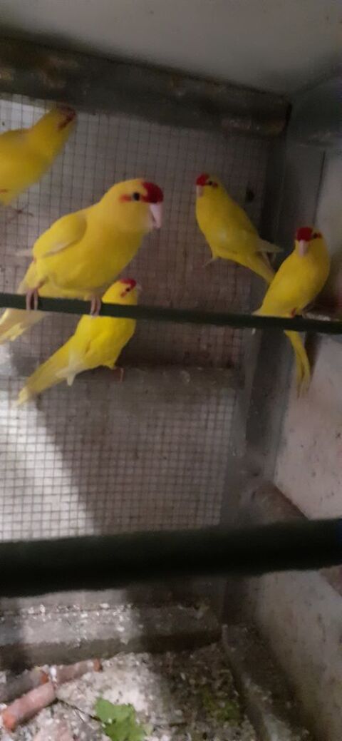 OISEAUX DE CAGES ET DE VOLI&Egrave;RES 40 22400 Lamballe