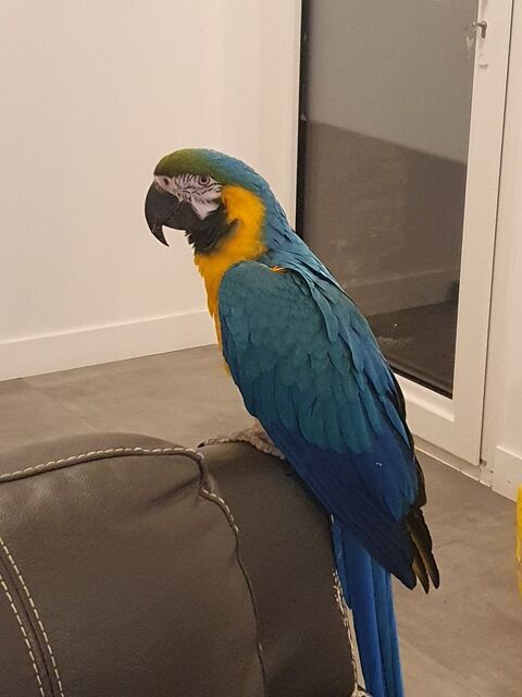 ararauna femelle 1200 76280 Criquetot-l'esneval