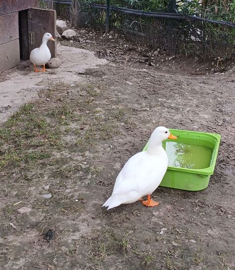 Canard 1 couple de P&eacute;kin  60 31410 Longages