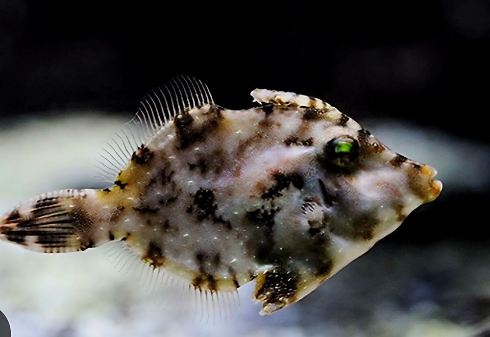  poisson eau de mer tomantosus 