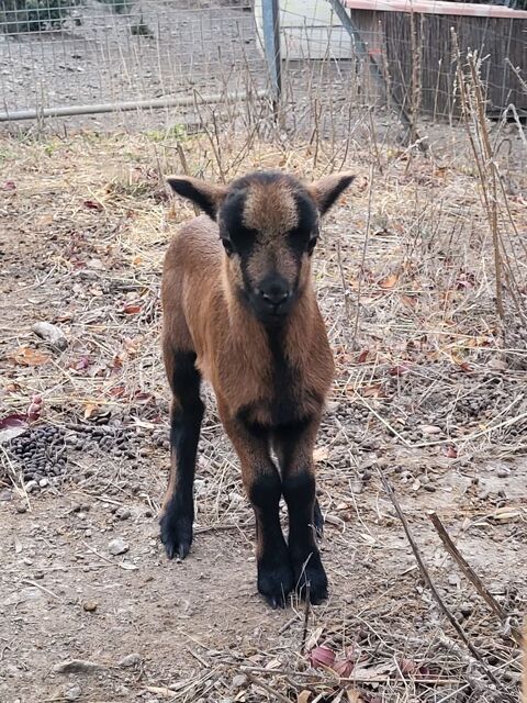 Agneau m&acirc;le du Cameroun 50 11360 Villeneuve-les-corbi�res