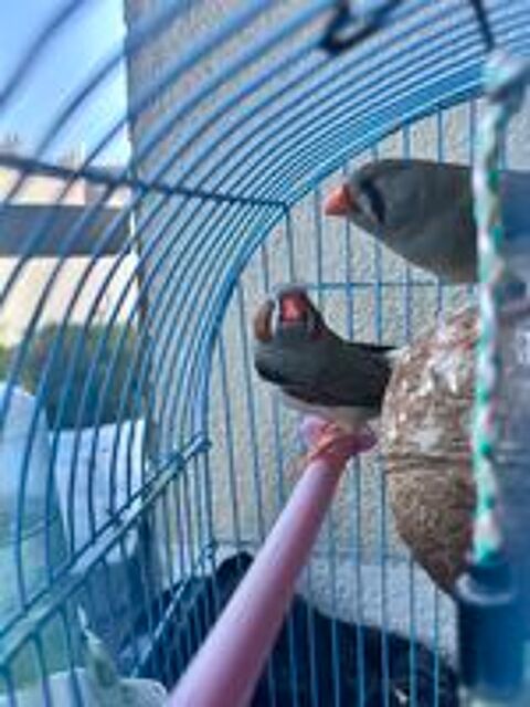   Diamand mandarin  