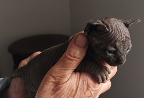 Belle femelle sphynx 1500 79800 Souvign