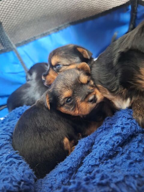 Yorkshire 900 38260 Faramans