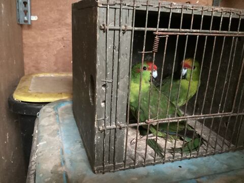 perruche  65 33450 Saint-loub�s