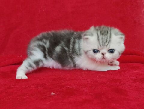 Chaton Exotic Shorthair 1200 29480 Le relecq-kerhuon