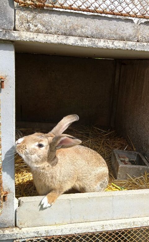 Lapin  fermier 20 77118 Bazoches-lès-bray