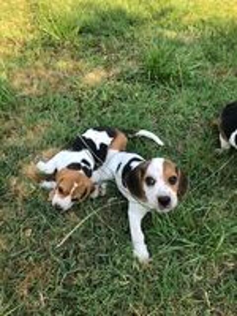    5 magnifiques chiots Beagle mâles 