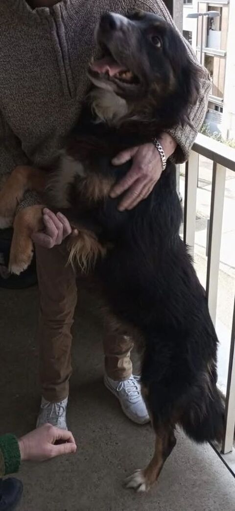 Chien TIMALE à l adoption 210 26130 Saint-restitut