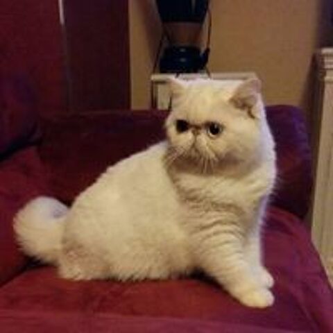   chatte blanche avec les yeux impairs 