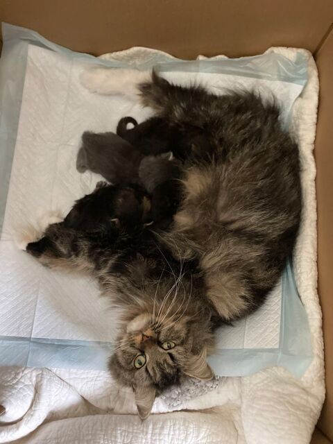 A r&eacute;server Magnifiques chatons Maine Coon crois&eacute;s Persan  700 31370 Rieumes