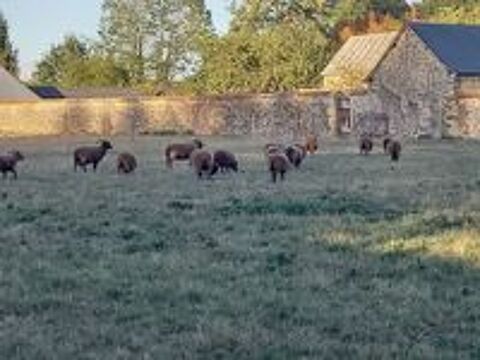   Agneaux Shetland  