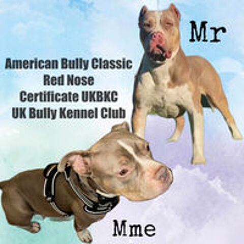   American bully chiots 