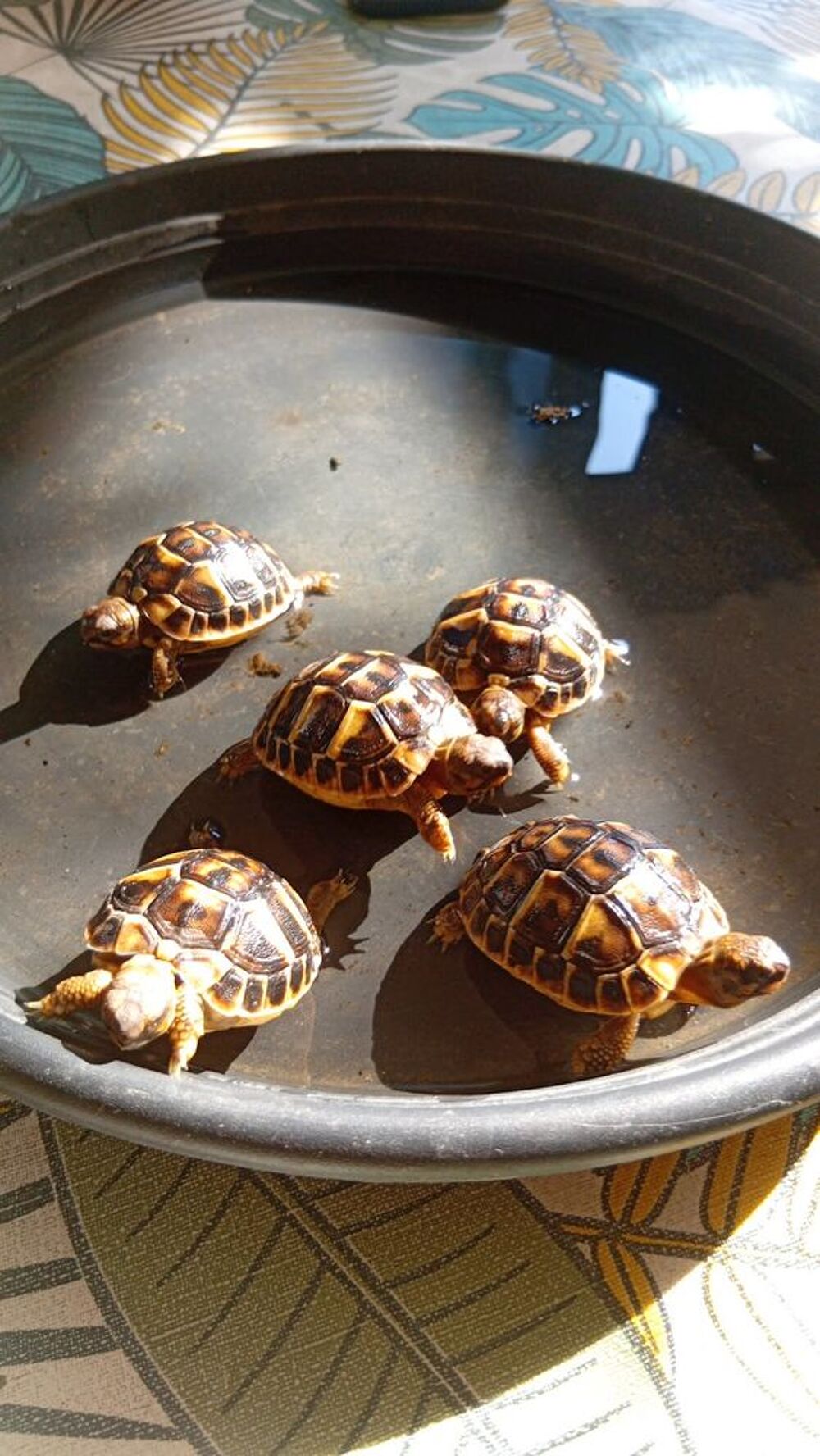   Bébés tortues disponible  
