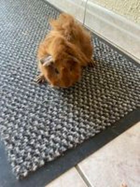  Cochon d'Inde  