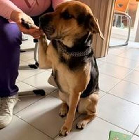   Chien TSUKI à l adoption 