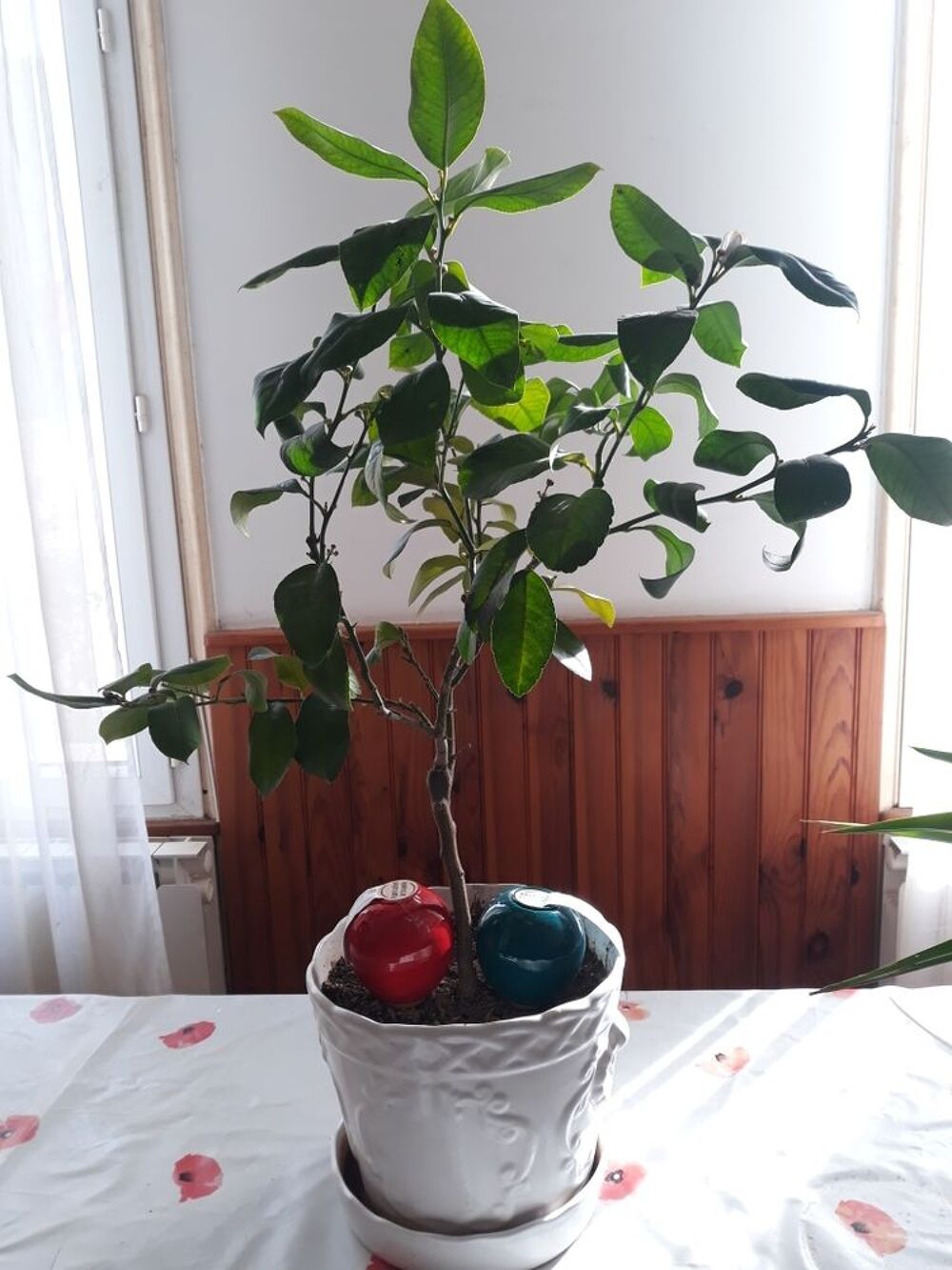 oyas diffuseurs d'eau Jardin
