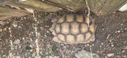   Deux tortues Sulcata 