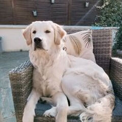   Chiots Golden retriever lof pour fin juillet 