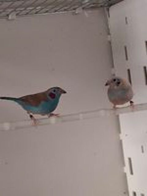   2-2 couple cordon bleu à joue rouge  