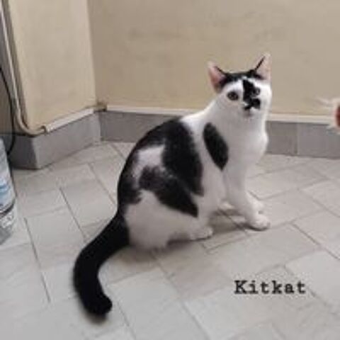   KITKAT 
