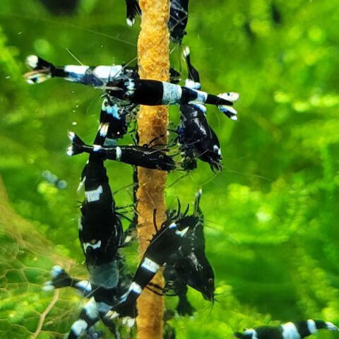 Taiwan Bee mixtes ( plusieurs patrons )pour aquarium 1 85470 Bretignolles-sur-mer