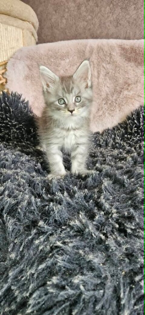 Chaton maine coon Loof mâles et femelles 77640 Jouarre