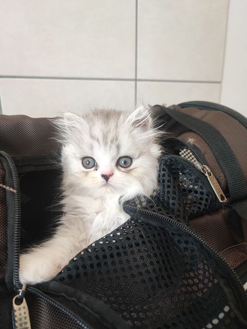 Chatons persan silver LOOF 900 38590 Saint-�tienne-de-saint-geoirs