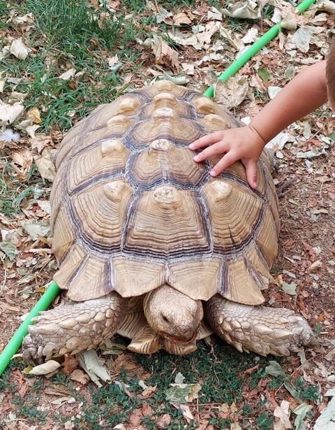 Magnifique tortue Sulcata de 20 ans cherche nouveau foyer 1200 26120 Malissard